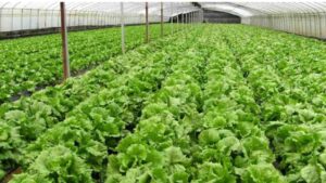 Meghalaya: Launches Own Organic Certification Agency to Empower Local Farmers