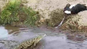 Watch: Intense Eagle Vs Crocodile Battle Unfolds At South Africa National Park