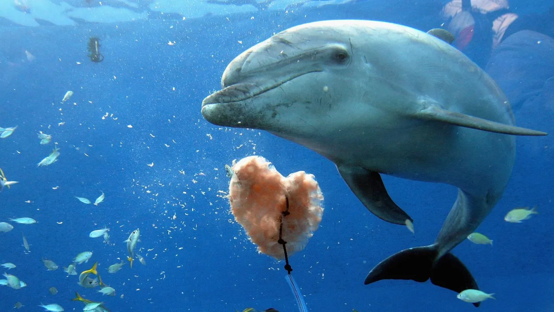 Lonely Dolphin's Desperation Triggers Spike In Swimmer Attacks In Japan