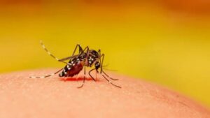 Zirakpur reports 22 dengue and 14 malaria cases in one week