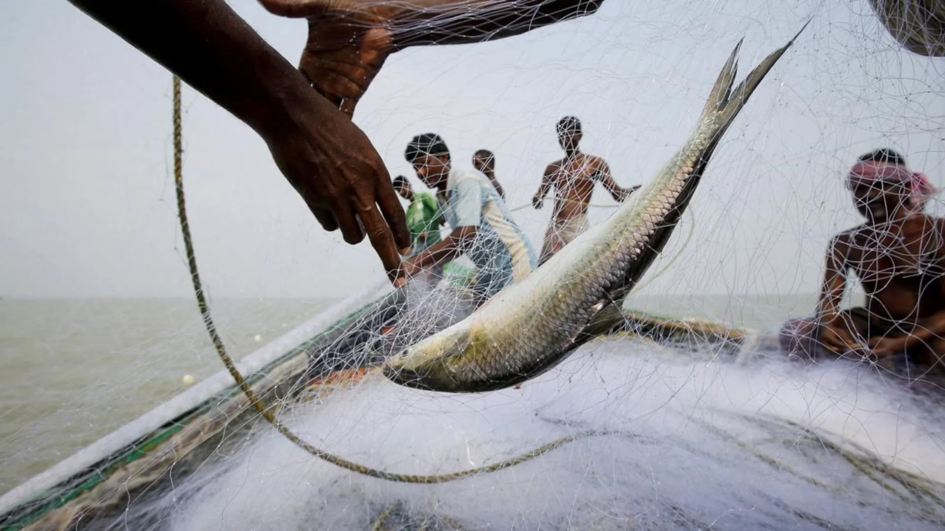 West Bengal Faces Festive Fish Famine As Bangladesh Halts Hilsa Exports