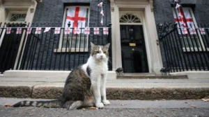 London Downing Street Cat Larry Faces Rivalry With New Siberian Kitten