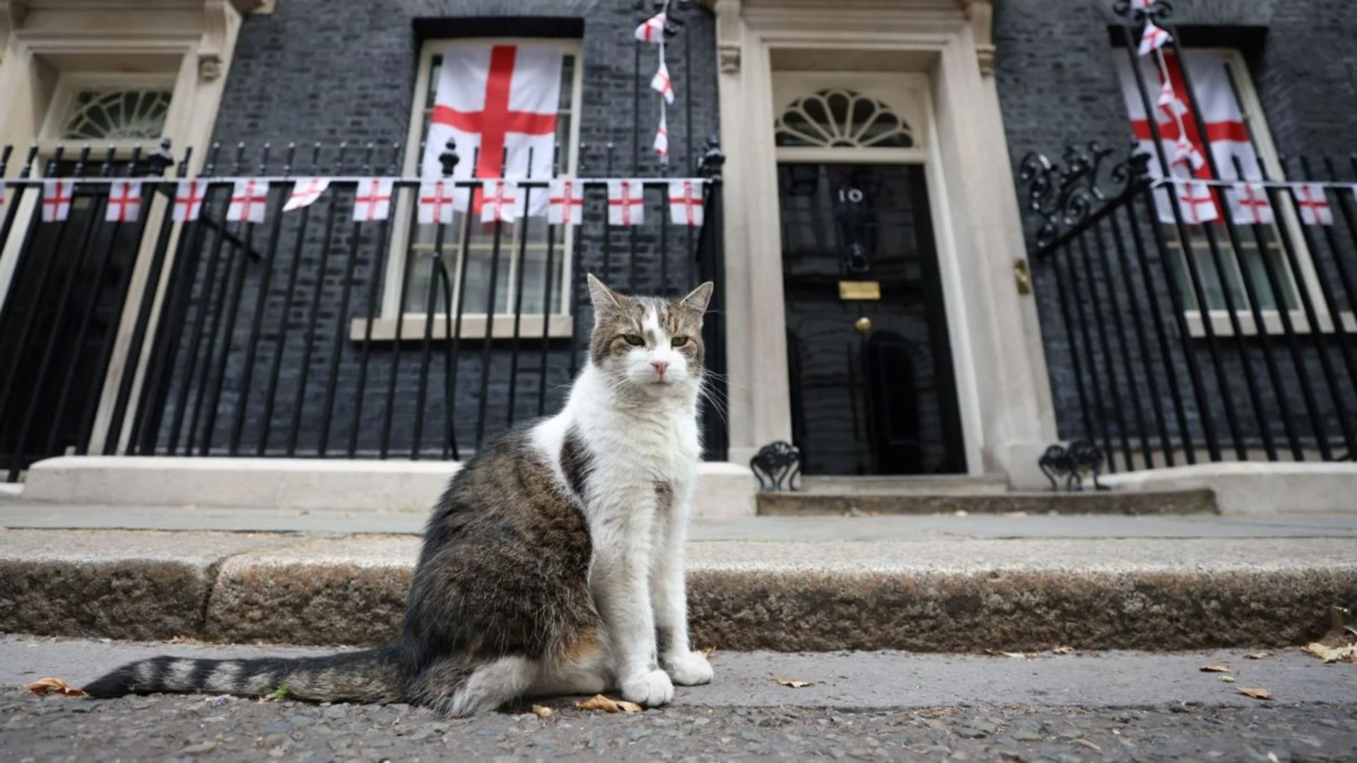 London Downing Street Cat Larry Faces Rivalry With New Siberian Kitten