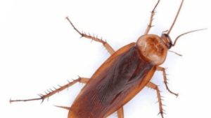 Cockroach Enters Man’s Nose While Sleeping: Unbelievable Medical Discovery