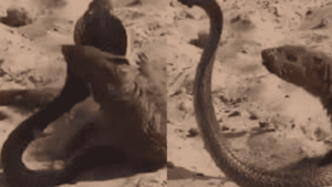 Intense Mongoose Vs. Cobra Battle Captivates Social Media