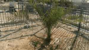 Cancer-Curing Potential Of Biblical Tree: 1,000-Year-Old Seed Thrives As A Tree