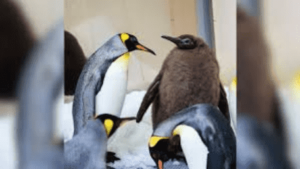 Why Pesto, The 22.5 Kg Penguin, Is The Cutest Viral Sensation