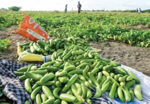 The green cucurbits of Rajasthan: the epitome of nutrition and taste