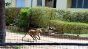 Leopard Mauls Woman in Gogunda, Udaipur, Seventh Attack in Two Months