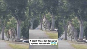 Watch: Massive 9-Foot Kangaroo Spotted In Australia, Video Goes Viral