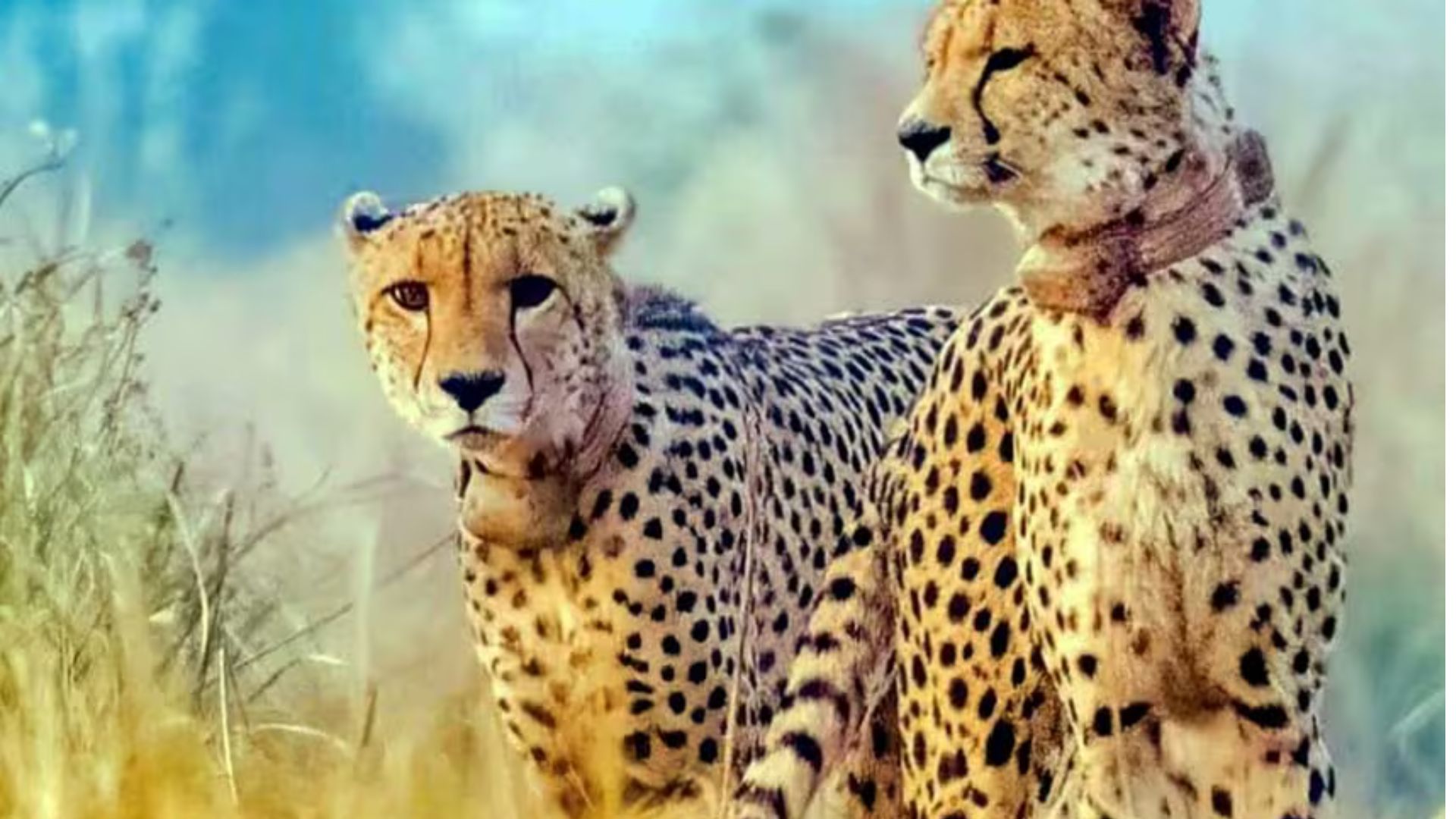 Cheetahs at Kuno to be released into wild