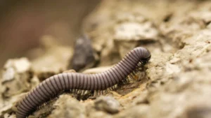 Scientists Reveal The Face Of A 8.5ft Long, 340-Million-Year-Old Creepy Crawler