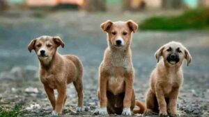 Tamil Nadu: BSP Leader Poisons 16 Stray Dogs, Arrested