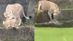 ‘Daaaaad, mom tried to kill me!’: Lioness Pushes Cub into Water | WATCH