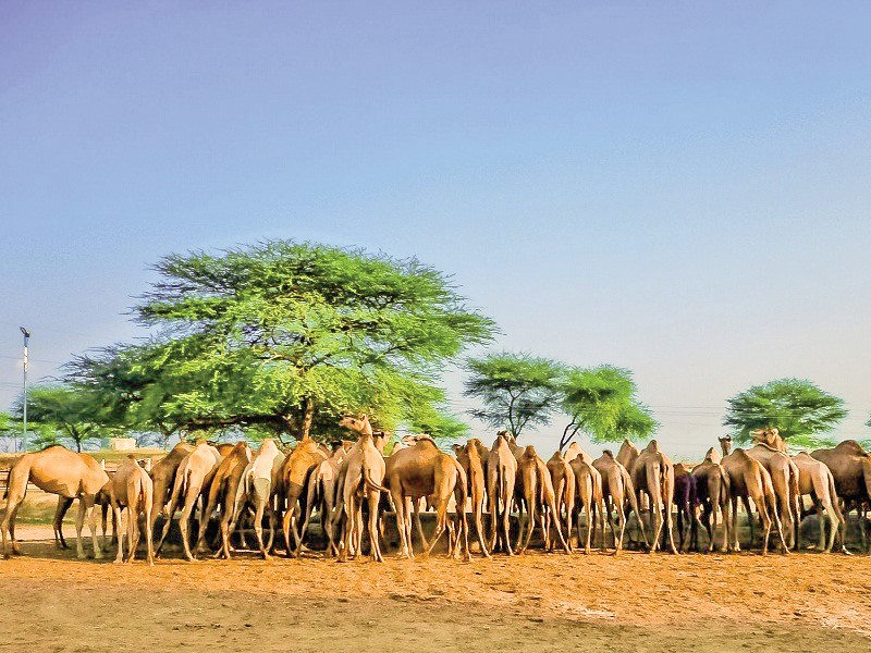 National Research Centre on Camels, Pioneering Camel Studies in Rajasthan