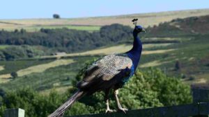 Watch:Peacock Spotted at 6,500 Feet, Surprises Uttarakhand Forest Officials