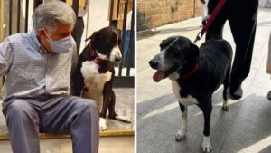 Ratan Tata’s Adopted Dog ‘Goa’ Bids Him A Heartfelt Goodbye | Emotional Video