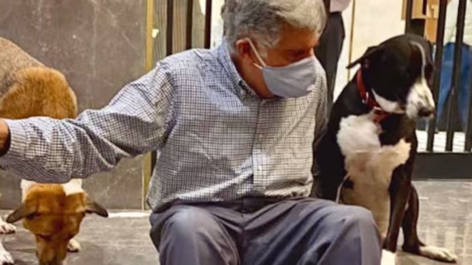 Ratan Tata’s Love for Animals: VIP Treatment for Strays at Taj Hotel and Tata Headquarters