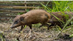 Nine Captive-Bred Pygmy Hogs Released in Assam’s Manas National Park