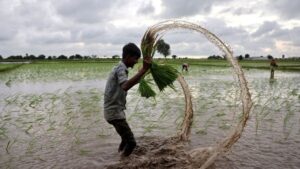 India Eases Rice Export Restrictions, Boosting Domestic Prices Ahead of Harvest