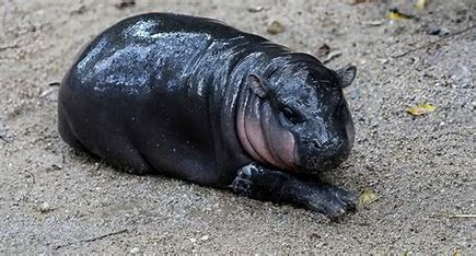 Moo Deng: Viral Baby Hippo Inspires Adorable Cake Trend