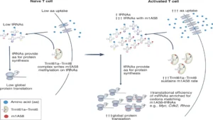 Brain Function Threatened by TRMT10A Deficiency, Study Reveals