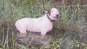 Watch: Troopers Rescue Dog Abandoned In Floodwaters Ahead Of Hurricane Milton