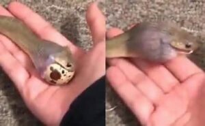 Snake Swallows Massive Egg In One Go, Stuns Internet With Jaw-Dropping Feat