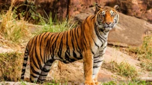 Bird Flu Kills Dozens Of Tigers, Lions, And Panther In Vietnam Zoos