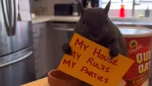 The Squirrel That Shook The Nation: Peanut’s Death And Election Controversy | WATCH