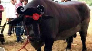 Haryana’s 1,500 Kg Buffalo Eats 20 Eggs Daily, Worth Rs. 23 Crore