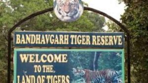 Madhya Pradesh CM Mohan Yadav Holds Emergency Meeting On Elephant Deaths At Bandhavgarh Tiger Reserve