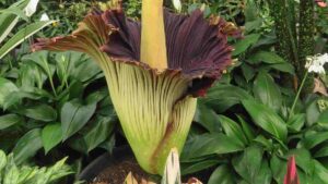 ‘Corpse Flower’: Once-In-A-Decade Bloom Draws Thousands To Australia’s Geelong