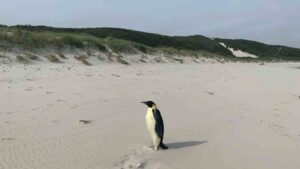 Wayward Emperor Penguin Shows Up in Australian Town, Miles Away From Home | WATCH