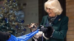 Farewell Beth: King Charles Announces Key Plans Following Queen Camilla’s Jack Russell’s Passing