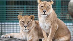 Lions Rescued From Ukraine War Zone Settle Into New Home In Scotland