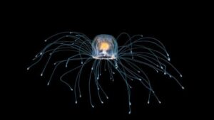 Turritopsis Dohrnii: The ‘Immortal Jellyfish’ That Defies Aging And May Live Indefinitely