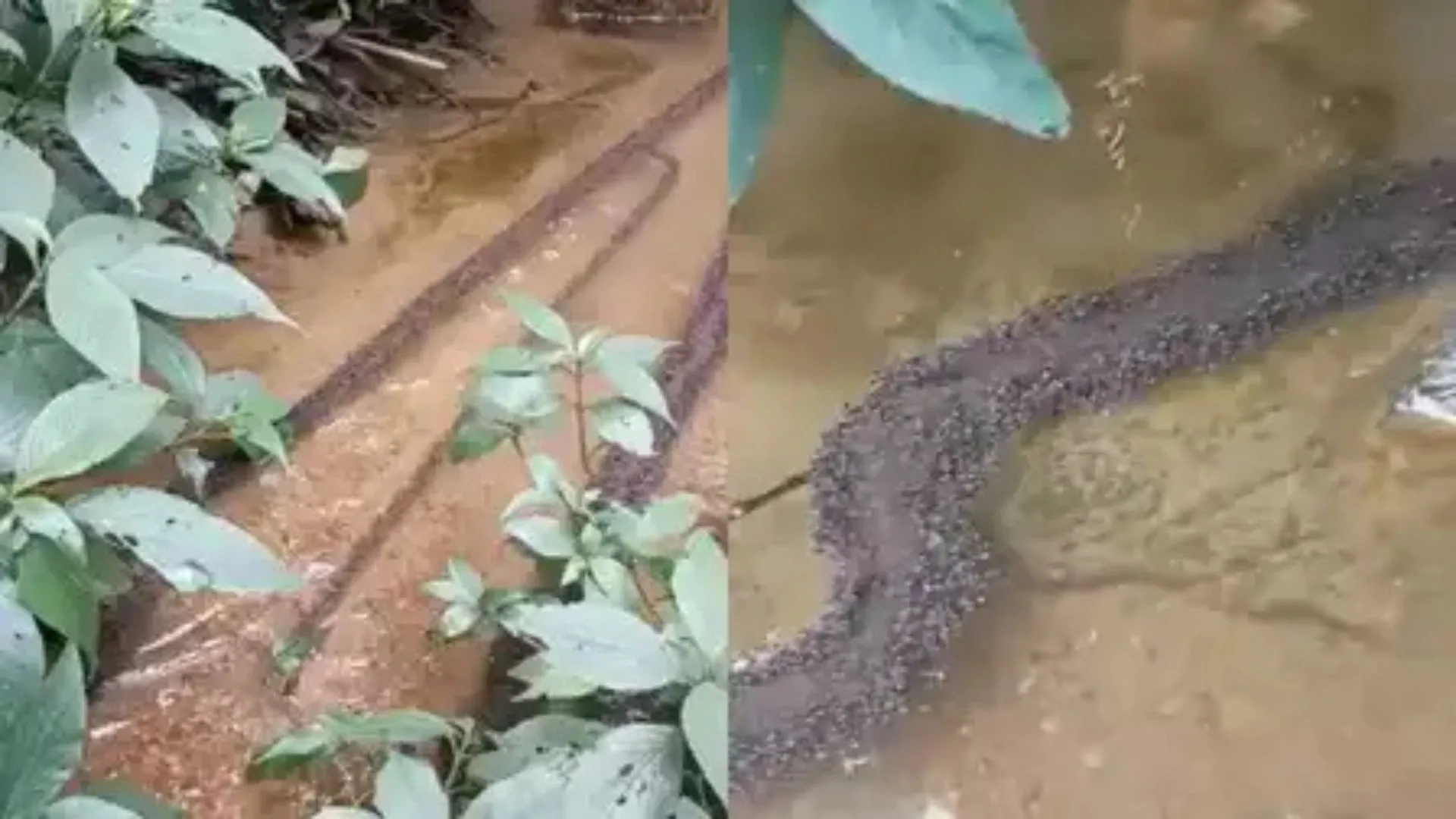 Ants Create a Bridge Over Rushing Water | Watch