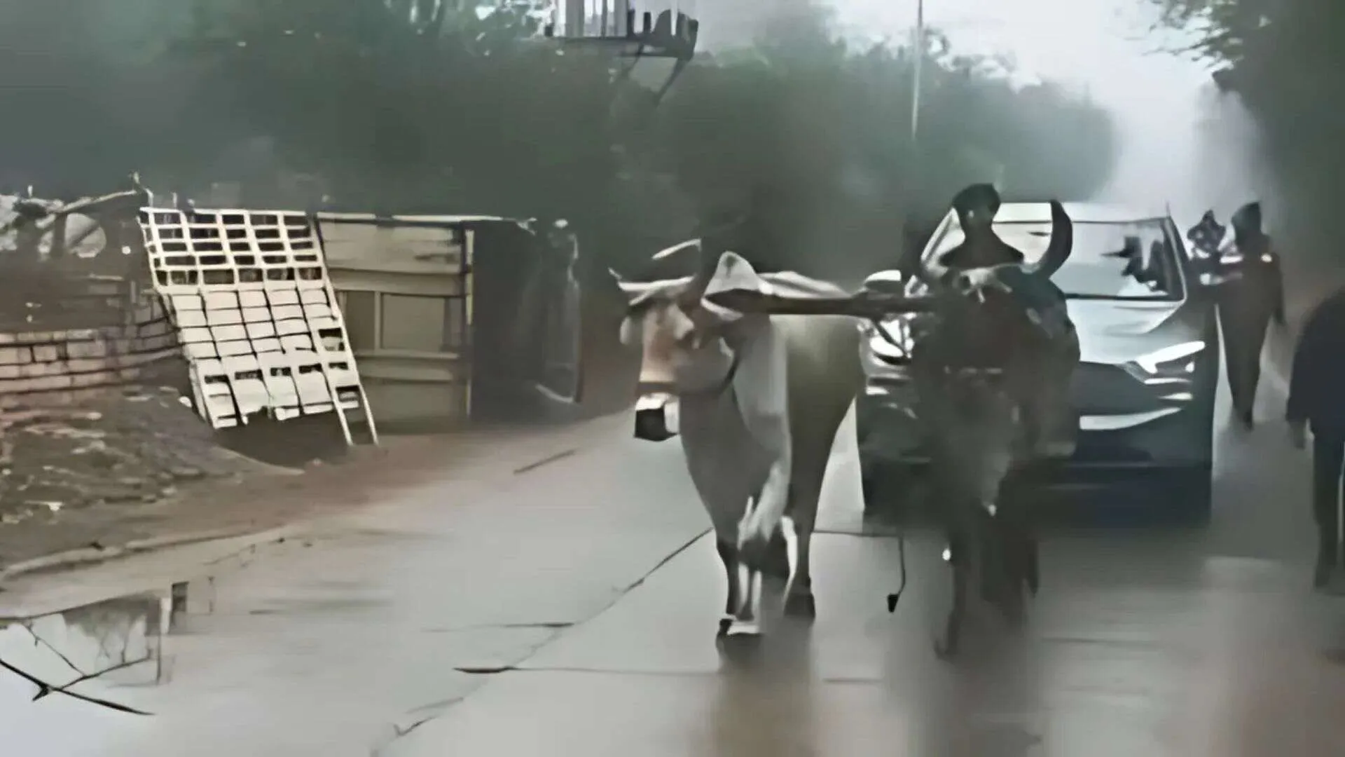 Bullocks Rescue Rajasthan Leader After Electric Car Breaks Down | Watch!