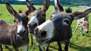 Is Donkey Milk the Next Big Thing in Skincare and Health?