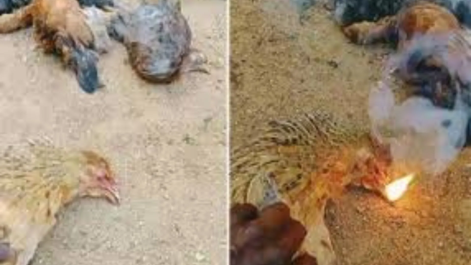 'Fire-Breathing Chickens' Found Dead In Karnataka Village, Dead ...