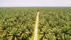 Gujarat Govt Allots Land In Three Districts For Oil Palm Cultivation