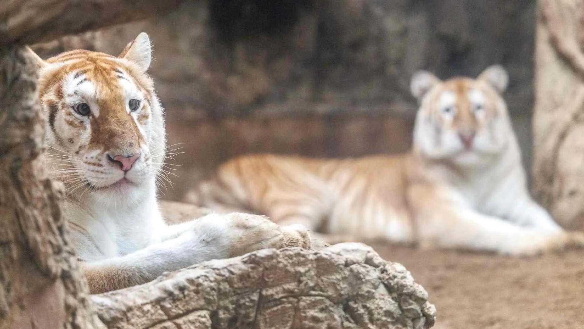 Rare Twin Tigresses Draw Sellout Crowds At Thailand Zoo