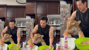 Tiger’s Playful Reaction to Food Sparks Joy Online | Watch