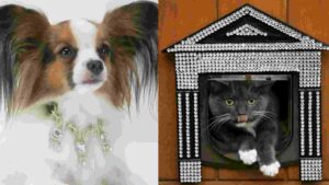 Top Designer Pet Accessories: Diamond Collars To Crystal-Studded Cat Flaps