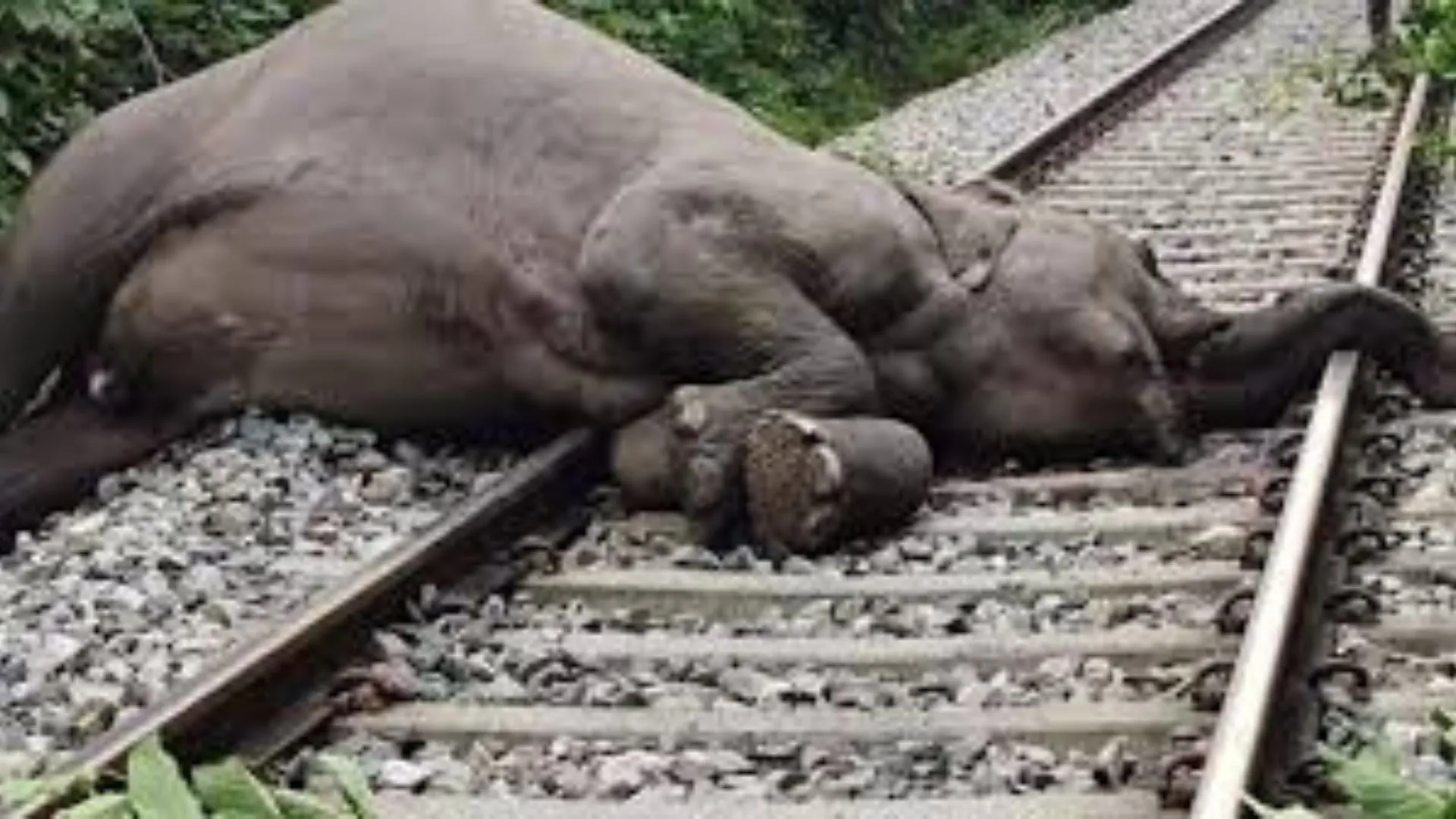 Wild Elephant Hit By Train, Dies In Tripura’s Khowai