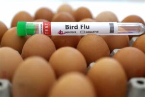 “WHO Urges Urgent Action: Strengthening Bird Flu Surveillance to Prevent Global Health Crisis”