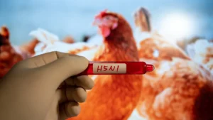 “Experts Warn of Rising Bird Flu Threat: Could Avian Influenza Become the Next Pandemic?”