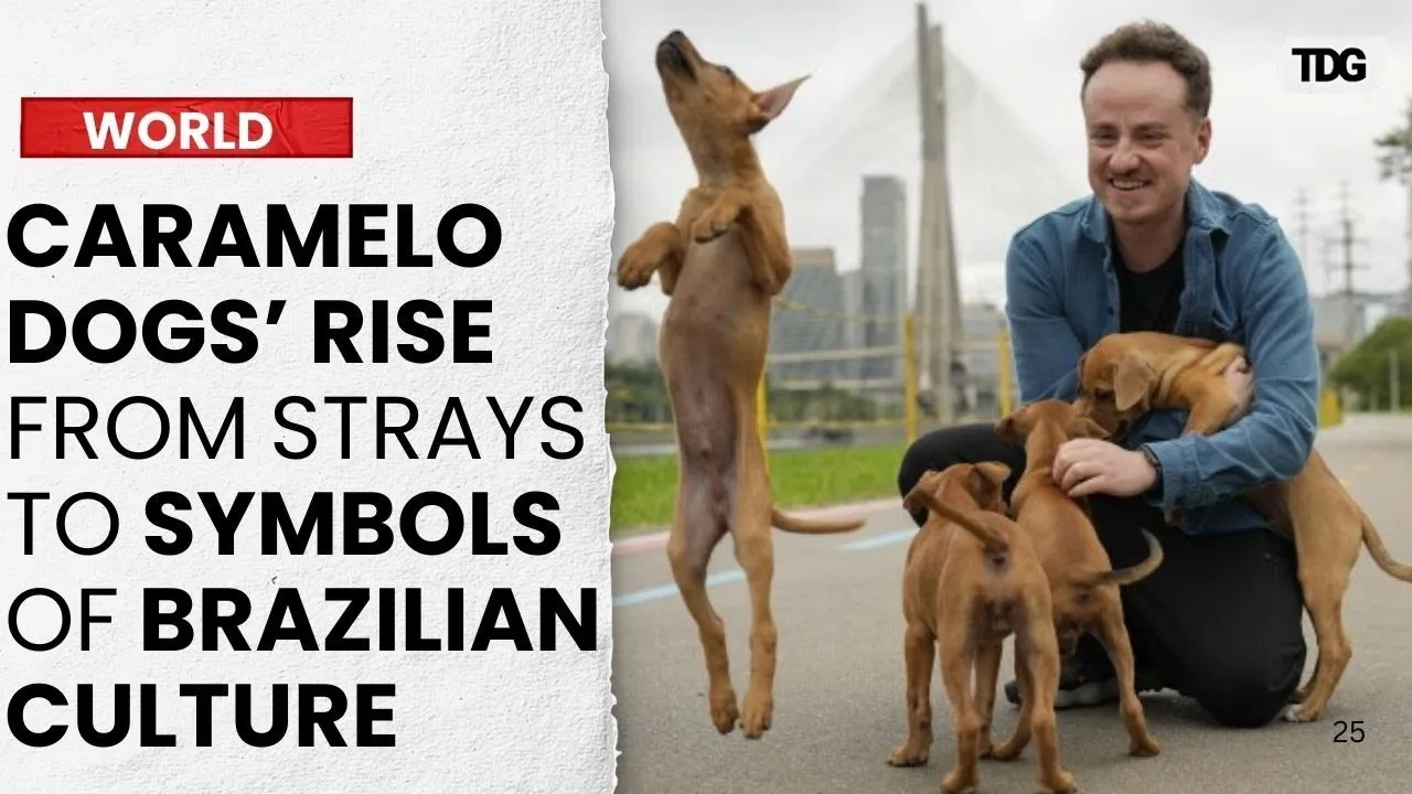 How Brazil’s Caramel-Coloured Street Dogs Became Beloved National Icons