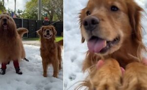 WATCH | Florida Man Creates Snow Wonderland For Dogs, Video Melts Hearts